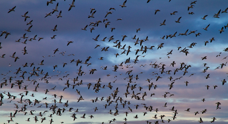 Snow Geese In Flight